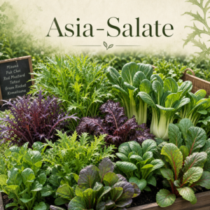 So pflanzt Du Asia-Salate richtig ein. Sorge für eine ideale Aussaat. Christian Sill | Ihr Partner für Gartenpflege und Hausdienstleistungen im Flecken Coppenbrügge, Bad Münder, Hameln-Pyrmont, Springe und den umliegenden Orten.
