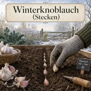 So pflanzt Du Winterknoblauch richtig ein. Sorge für eine ideale Aussaat. Christian Sill | Ihr Partner für Gartenpflege und Hausdienstleistungen im Flecken Coppenbrügge, Bad Münder, Hameln-Pyrmont, Springe und den umliegenden Orten.