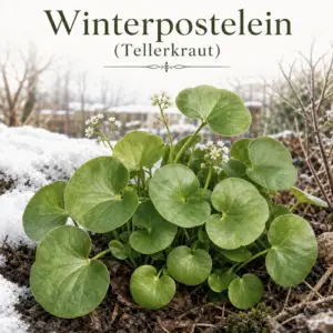 So pflanzt Du Winterpostelein (Tellerkraut) richtig ein. Sorge für eine ideale Aussaat. Christian Sill | Ihr Partner für Gartenpflege und Hausdienstleistungen im Flecken Coppenbrügge, Bad Münder, Hameln-Pyrmont, Springe und den umliegenden Orten.